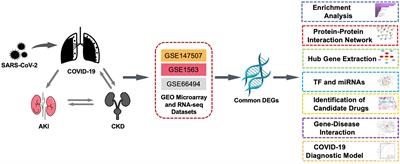 Identification of common molecular signatures of SARS-CoV-2 infection and its influence on acute kidney injury and chronic kidney disease